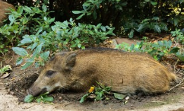 Wildlife_EU's tweet photo. Luxembourg is building a fence along the Belgian border due to fears about African swine fever spreading from its neighbor. This follows Denmark’s recent decision to construct a fence along its border with Germany, also due to African swine fever concerns https://t.co/yi72DXNQaz