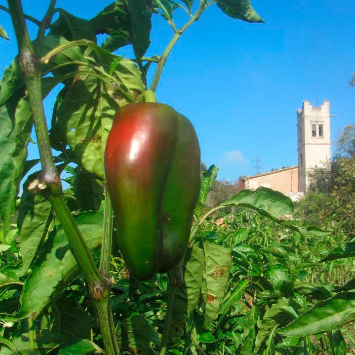 Desde Economistas sin Fronteras avalamos socialmente a La Tartana, un proyecto agroecológico y de cooperativa de vivienda en cesión de uso en la masía de Can Bofill, en el Parque Natural de Collserola. Aquí tenéis la web del proyecto: 
canbofill.coop/index-es.html#…