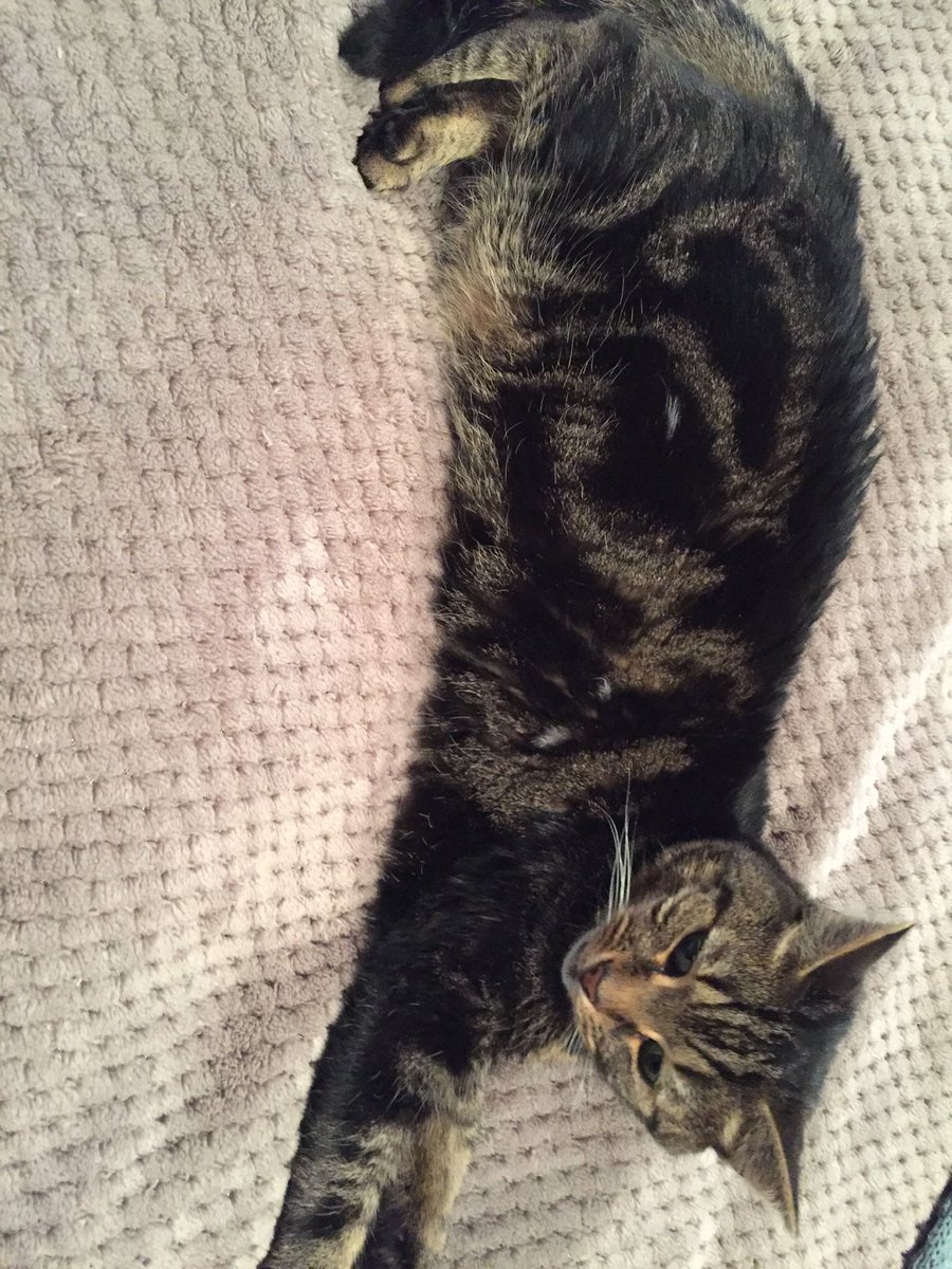 milne_archie's tweet photo. Sleepy day, just chillin’ out! 🐾🐾#JellyBellyFriday #tabbycat #CatsOfTwitter #cutecat #archiecat https://t.co/7EuOfMFlOR