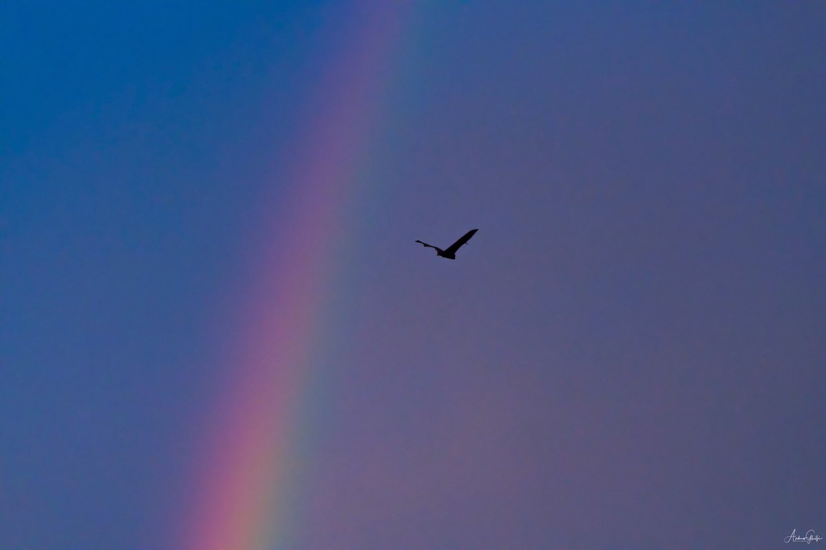 AndrewGhelfi's tweet photo. Some weird light after the afternoon storm....and bats. #parramatta #wildlifephotography #bats #photography https://t.co/FdOPX9NSxU