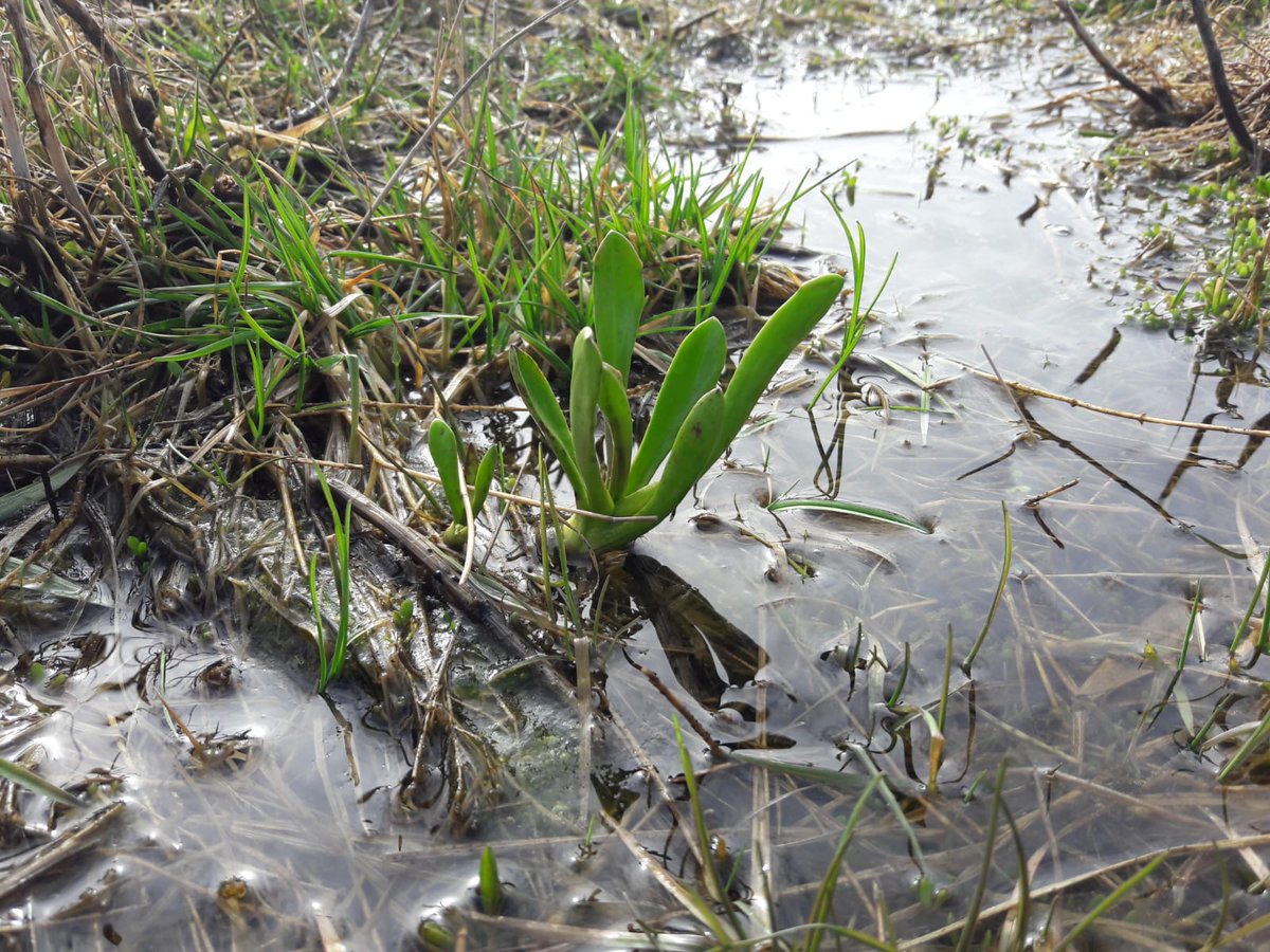 Terwijl de lente officieel is begonnen, staat deze Lamsoor nog heerlijk met de wortels in zout water. Nu nog even laten groeien. 
#spring #salinefarming #salineagriculture #food #ziltegroenten