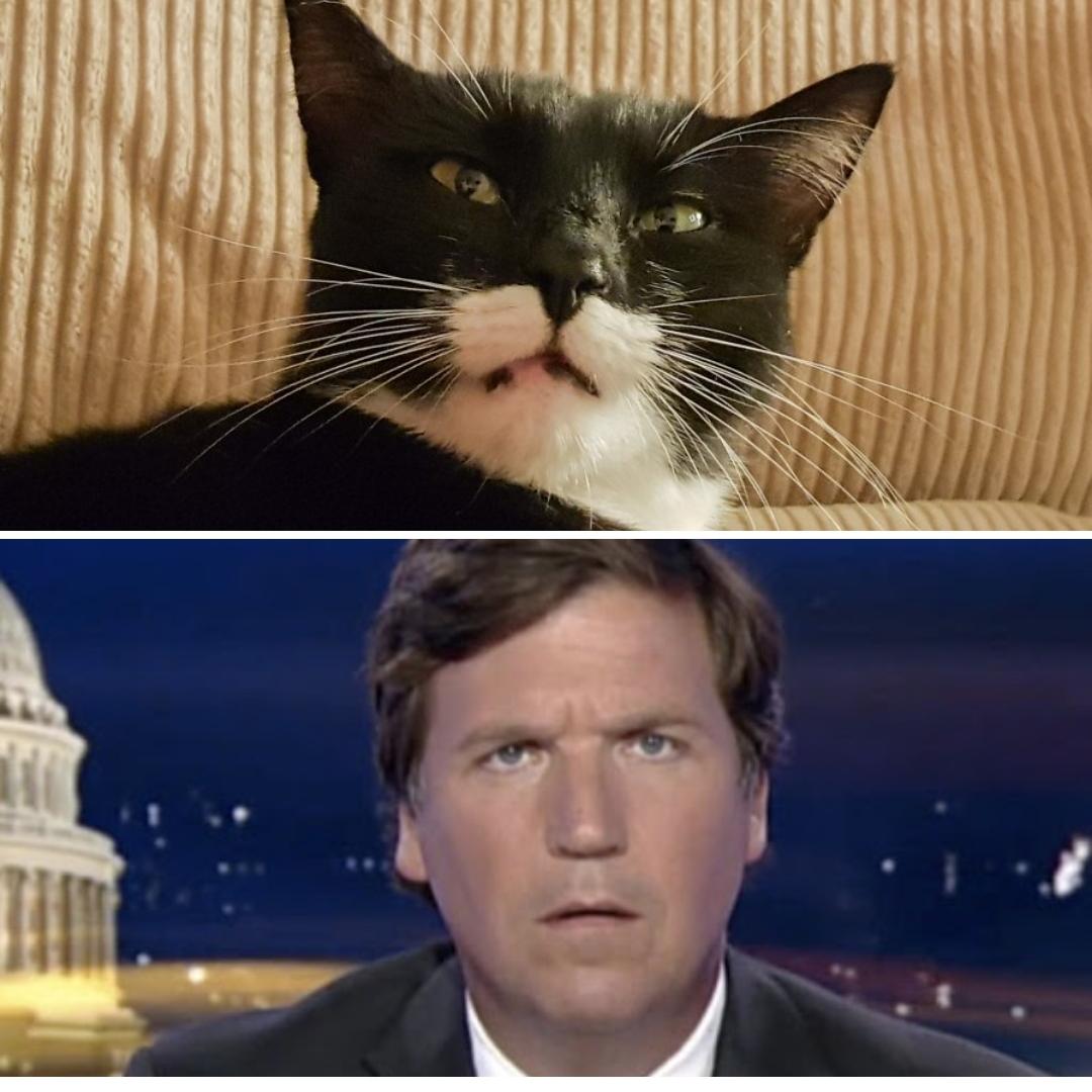 Just realised my cat suffers from resting Tucker face. #tuckerface