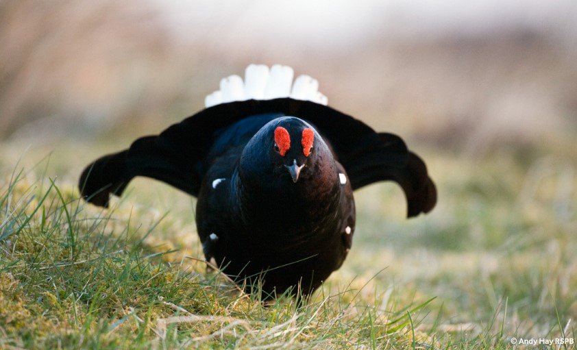 CallandersLand's tweet photo. We are very excited to have completed the first project of #CallandersLandscape! 🥳 Project partner Drumardoch Estate has finished work to extend black grouse habitat, which will hopefully improve the numbers of our feathery friends in the future https://t.co/Ch3bzuO3W1. https://t.co/3iypHEtDJw