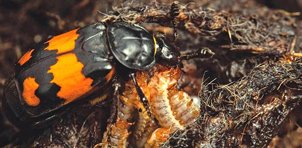 Cambridge_Fest's tweet photo. Prof Rebecca Kilner @BuryingBeetle @CamZoology tells how behaviour itself can shape the course  of evolutionary change. Tonight @WolfsonCam Book: https://t.co/Xut8YLV3AT https://t.co/Omicp70mq3