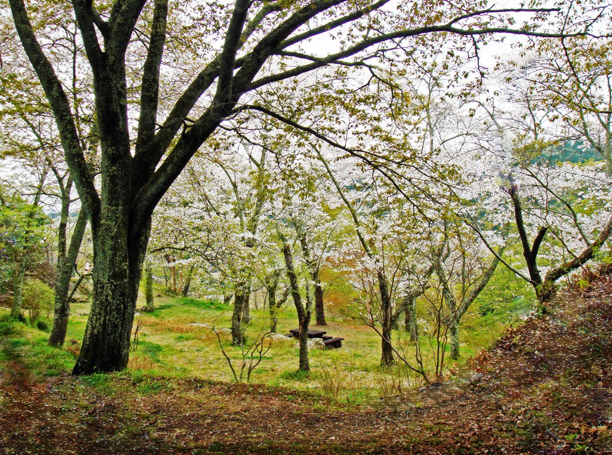 鳥羽山公園 鳥羽山公園