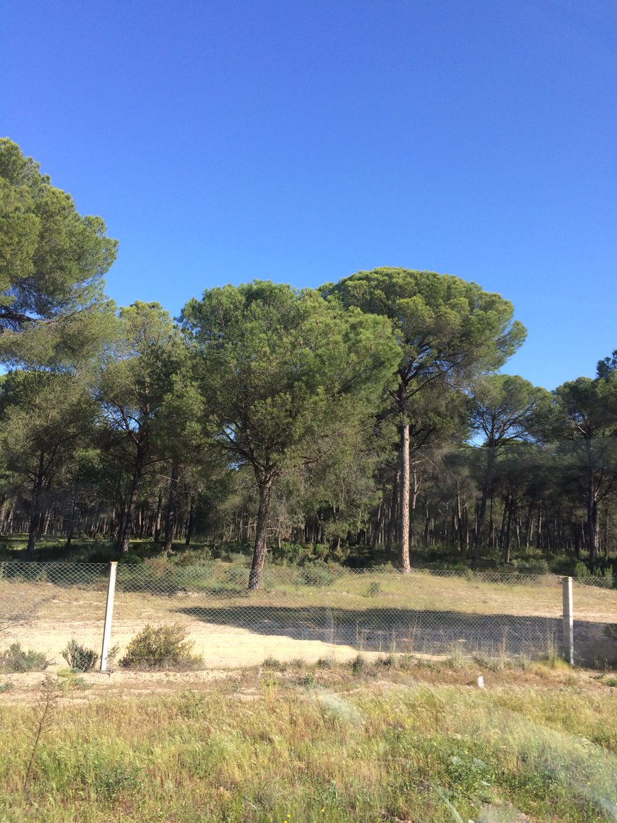 drbirdhead's tweet photo. The intrepid travellers Sally &amp; Stephanie are hunting the Goshawke over the portuguese pines. Donana. Sally with head firmly upright. #lossofbalance #zeissnature #sally #stephanie #spain https://t.co/ZU6Pjmr56f