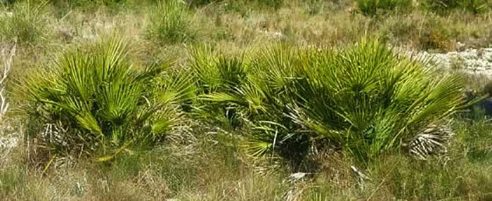 floresiplantas's tweet photo. El #Chamaerops humilis es una palmera ornamental utilizada como planta de #jardinería por su gran rusticidad en los montes mediterráneos y como planta de interior para los mercados de Centroeuropa. Conoce más sobre ella.
#Palmeras #Plantas #Palmito
https://t.co/jS59Rrn42o https://t.co/5RtTfZevO0