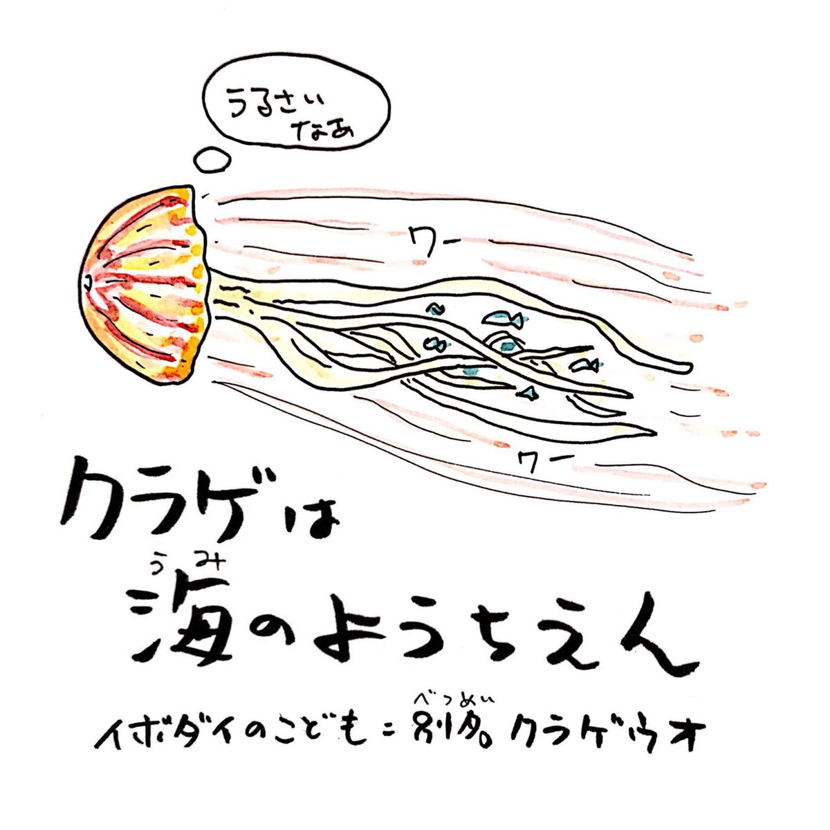 クラゲは海の幼稚園。
粘膜で守られた幼魚にとって、
クラゲの傘の下は絶好の隠れ場所。
#さかな四コマ #くらげ #うおにい 