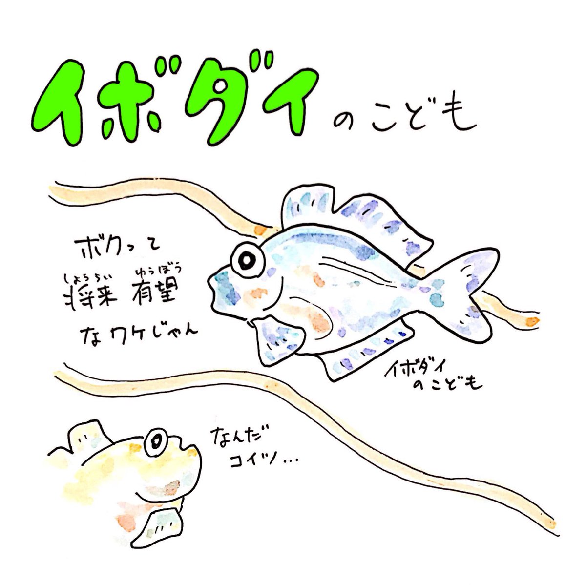 クラゲは海の幼稚園。
粘膜で守られた幼魚にとって、
クラゲの傘の下は絶好の隠れ場所。
#さかな四コマ #くらげ #うおにい 