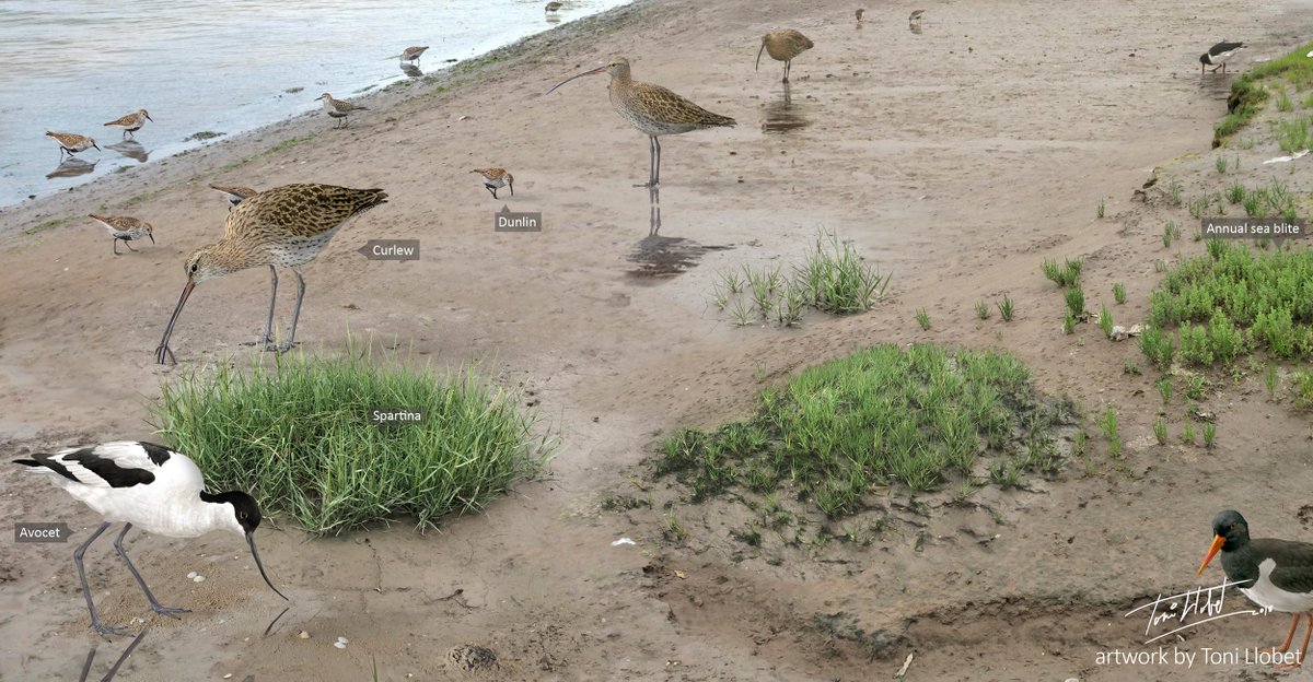 What type of sediment makes up the marsh is important. Muddy marshes tend to take up more space within an estuary’s intertidal zone than sandy marshes. This is important given that birds need both marsh & tidal flat environments for their nesting, resting & feeding activities.