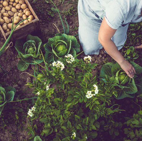 What are your garden plans for 2019? Here are some trends for the year...

buff.ly/2HFfDKB