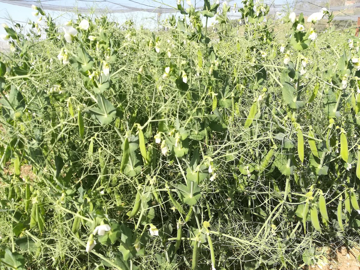 #Pea breeding at <a href="/IAS_CSIC/">IAS-CSIC</a> fully blooming already. Advance materal resistant to #orobanche  performing great