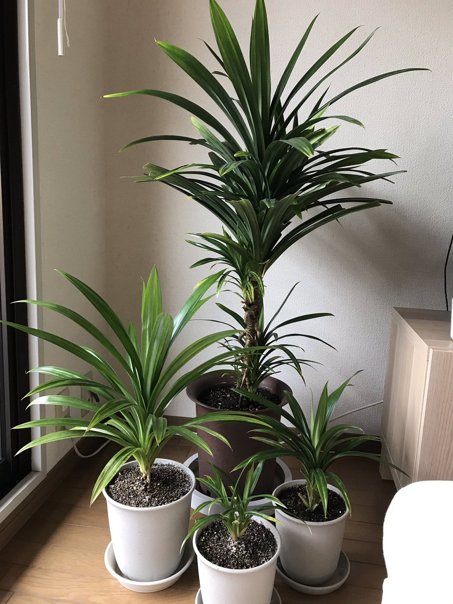 Curi ランペの株分け 脇芽がどんどん出てくるので切って水に浸けておくと根が出てくる 挿し木にしてもいいんだけど何度か失敗したので水でやってる これから暖かくなったらもっと増えるね 熱帯地方の植物なので冬越しが難しく室温が15度以下になると枯れ