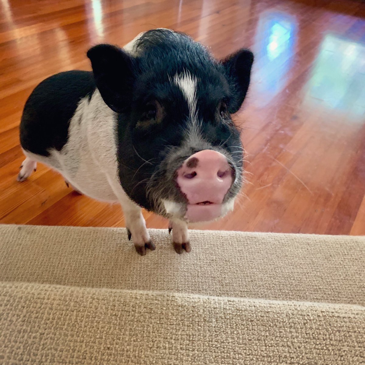 ThunderBoltPigs's tweet photo. One and done 🐷🐷⚡️ #pizzaismycardio #stairmaster #fitnesscoach #boltersize #fitpig https://t.co/gCgb01tpDq