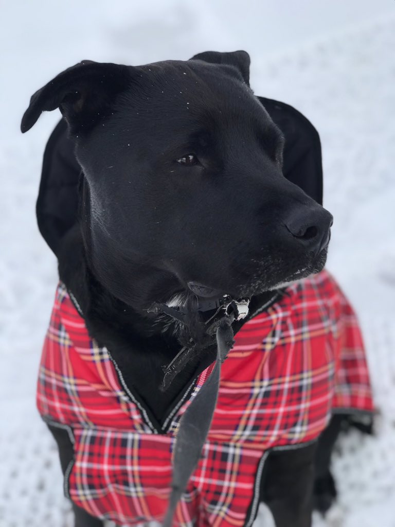 Lisaatdottified's tweet photo. @GlobalCalgary Professional dawg model Ted. #handsome #sogoodlooking #dogsofyyc #dogsoftwitter https://t.co/AS4sroM4du