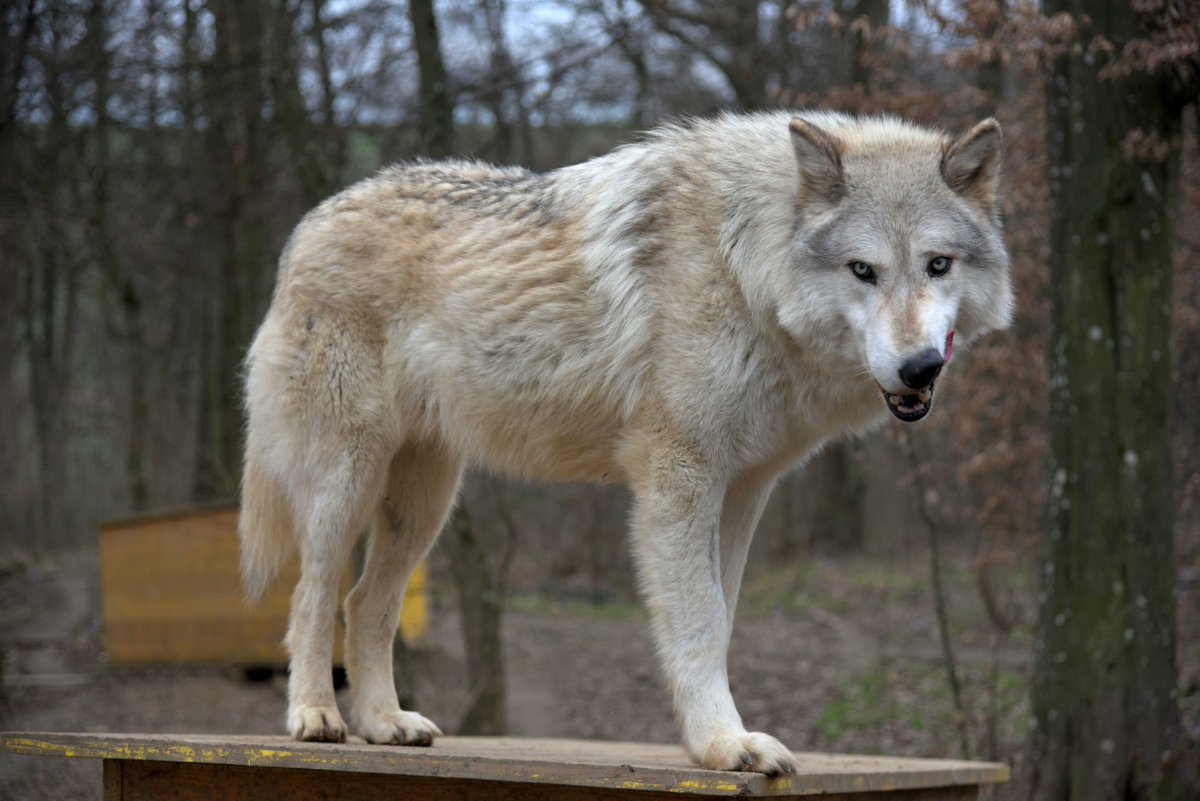 DaleCarnegieAT's tweet photo. Was wir von Wölfen lernen können haben wir beim #DaleCarnegieAT Teambuilding
@WolfScience erfahren. #teambuilding #wolf https://t.co/0AAWvRVb7N
