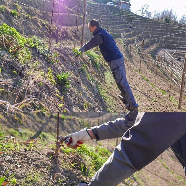 Bele_Casel's tweet photo. 🇮🇹 Abbiamo finito di potare le piccole viti di Glera della vigna Longon a Monfumo. Siamo convinti che la natura abbia i suoi tempi, ecco perché preferiamo lasciare due gemme di modo che le barbatelle abbiano il tempo di sviluppare radici profonde, piutto… https://t.co/Su16BnQmQQ https://t.co/IeMWr8bjJc
