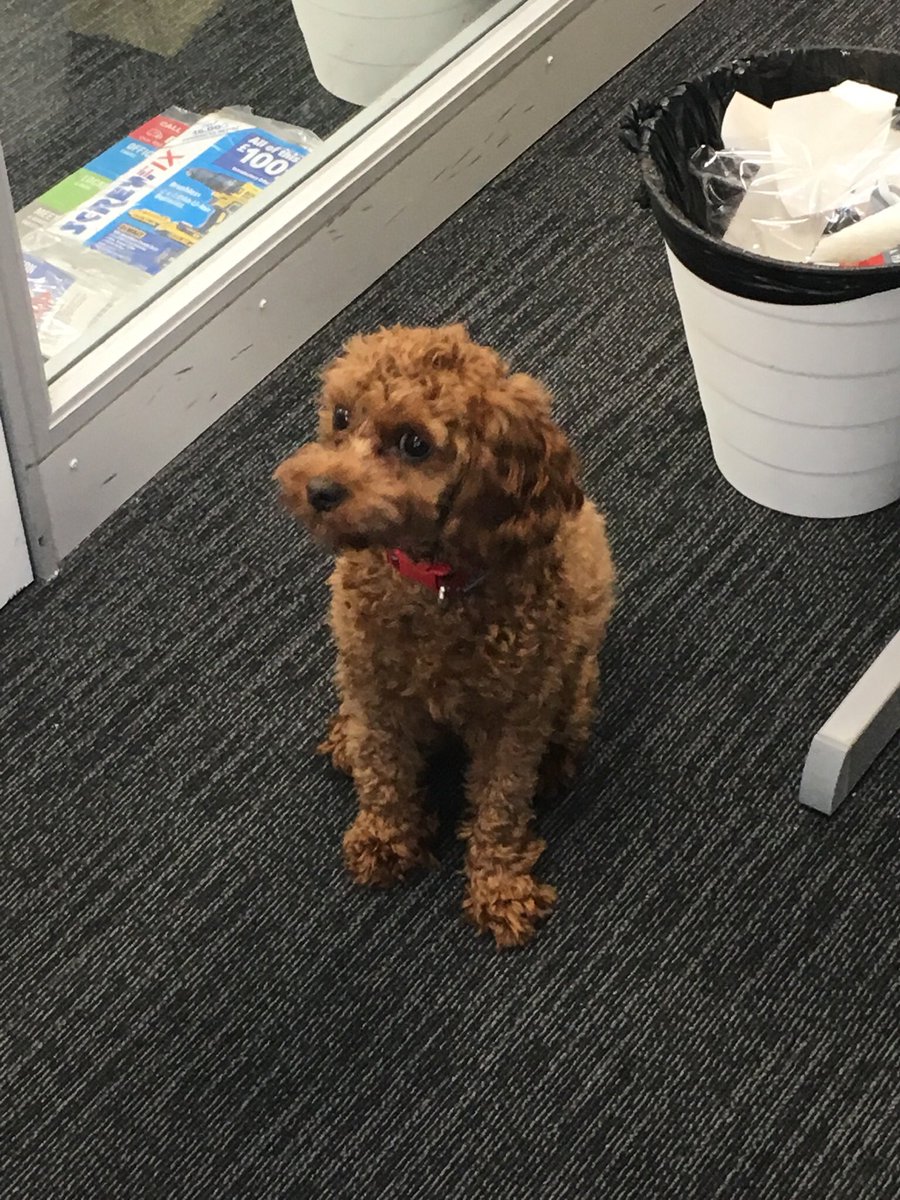 Pivot_Finance's tweet image. Friday means one thing - office dog day!