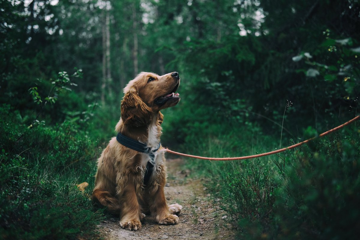 Don't want to leave your four legged friend at home? Well Enjoy Dacorum have got you sorted with a handy list on where you can bring your pampered pooch while eat, drink and wander. So you can spend all day with you dog!  bit.ly/2UUnCHf