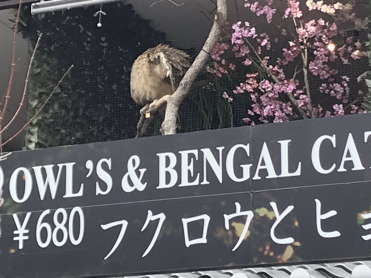 LJapan2019's tweet photo. Final day. Bamboo forests. Monkey mountain and so many other things. Great trip!! https://t.co/WGnn06eUZV