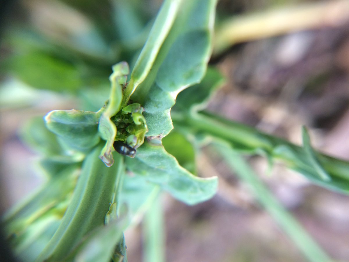 Foe today, friend when flowering starts #pollenbeetle #OSR