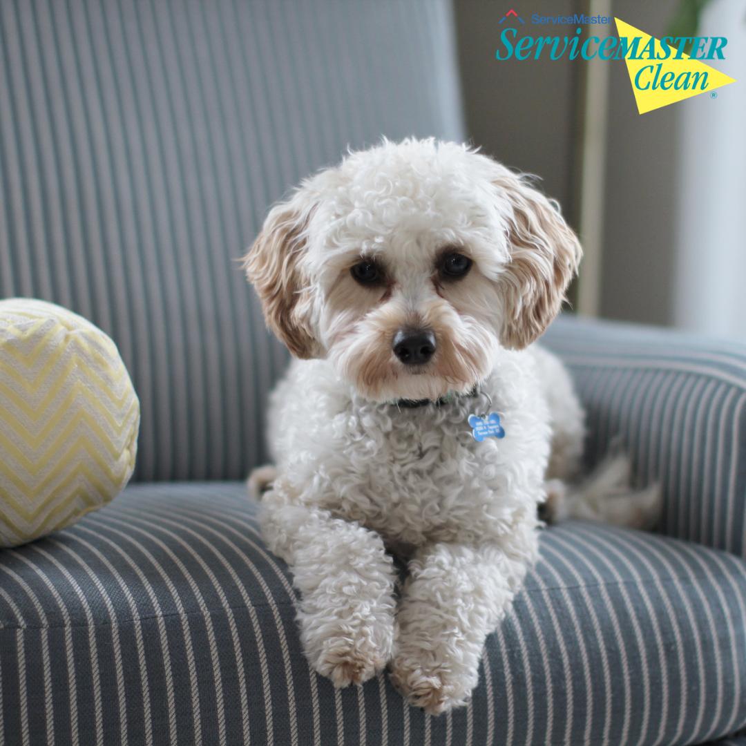 SM_CleanUK's tweet photo. This little cutie loves the clean armchair!
#ServiceMasterCleanUK #UpholsteryCleaning #CarpetCleaning https://t.co/Sagixscnnk