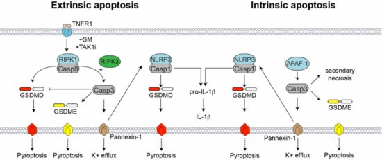 The EMBO Journal (@embojournal) on Twitter photo Petr Broz & <a href="/_kaiwenchen/">Kaiwen Chen</a> <a href="/BenjaminDemarc8/">Benjamin Demarcay</a> et al show how lytic cell death is prevented during caspase-8/9-mediated #apoptosis despite initial #gasdermin cleavage, with NLRP3 #inflammasome activation instead driven by channel-forming glycoprotein #pannexin
emboj.embopress.org/content/early/… Petr Broz & <a href="/_kaiwenchen/">Kaiwen Chen</a> <a href="/BenjaminDemarc8/">Benjamin Demarcay</a> et al show how lytic cell death is prevented during caspase-8/9-mediated #apoptosis despite initial #gasdermin cleavage, with NLRP3 #inflammasome activation instead driven by channel-forming glycoprotein #pannexin
emboj.embopress.org/content/early/…