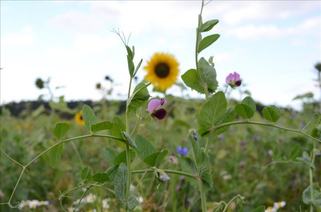 DSVUKTerraLife's tweet photo. DSV’s TerraLife N-Fixx – Rapid Soil Coverage and nitrogen fixing

🌻Multi-species
🌻Very high N accumulation
🌻Brassica free
🌻Tilth promoter
🌻High legume content

More information at https://t.co/rYYzl6nvLS https://t.co/4KxG7PZavK