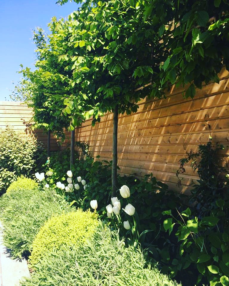 CreativeGarden8's tweet image. Simple, classic garden design:
Pollarded trees #boxballs, white tulips &amp;amp; white hydrangea limelight are a fabulous addition to one of our gardens 🌲🌿🌾👌
#BespokeGardenSolutions #Ireland #landscap #gardendesign 
creativegardendesign.ie