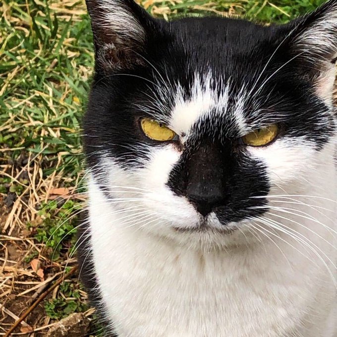 目つき悪すぎのネコのtwitterイラスト検索結果