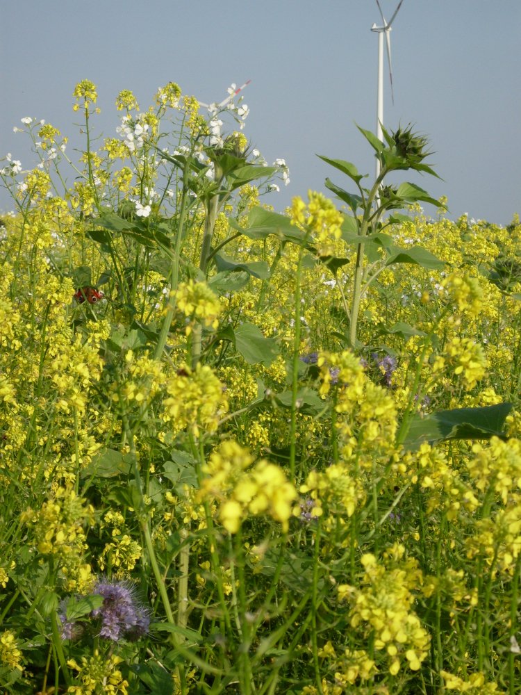 DSVUKTerraLife's tweet photo. DSV's TerraLife VitaMaxx DT - Optimum utilisation
and conservation of nutrients from manure

✅Multi-species 
✅Fast growing 
✅Legume free 
✅N and P fixing
✅Suitable for early September sowing

More info at https://t.co/3195u6RiD5 … https://t.co/MDpVzFh8oi