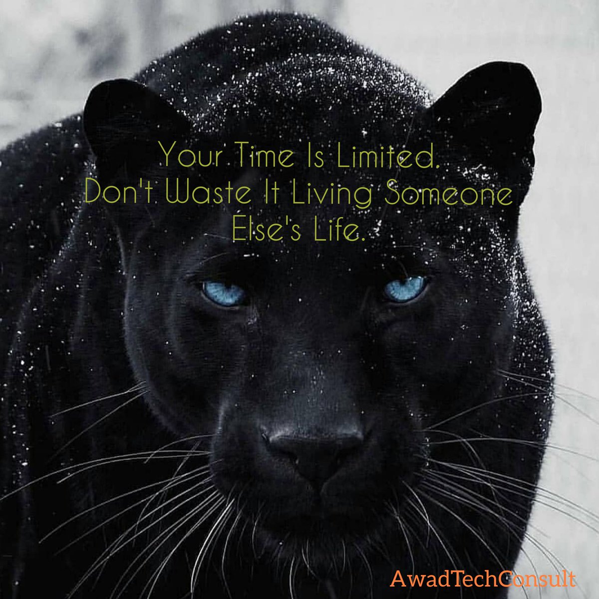 Awadtechconsult's tweet photo. Your Time Is Limited.
Don't Waste It Living Someone Else's Life.

Live Your Life And Enjoy It. https://t.co/RczEKE32rq
