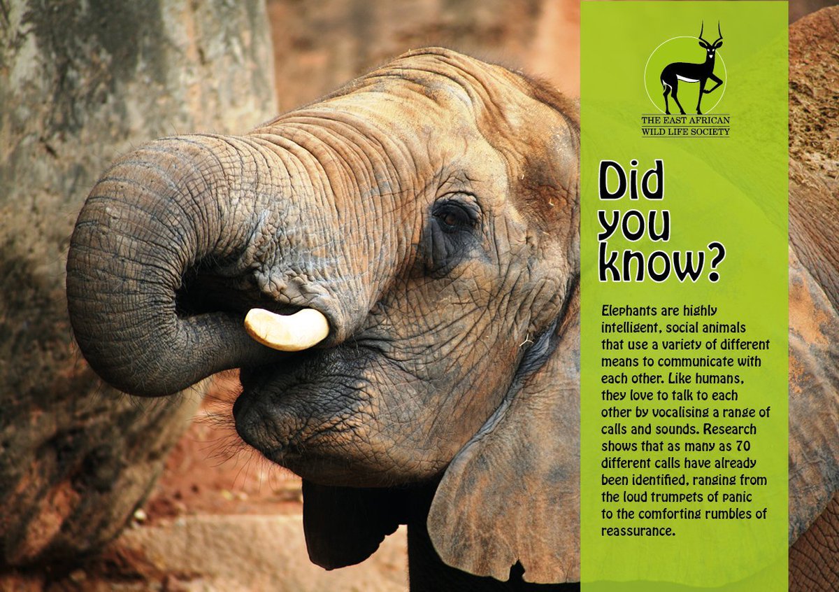 We can never wish them away, elephants are important mammals. 
Like humans, they love to talk to each other by vocalizing a range of calls and sounds.
#VoiceOfConservation #elephants