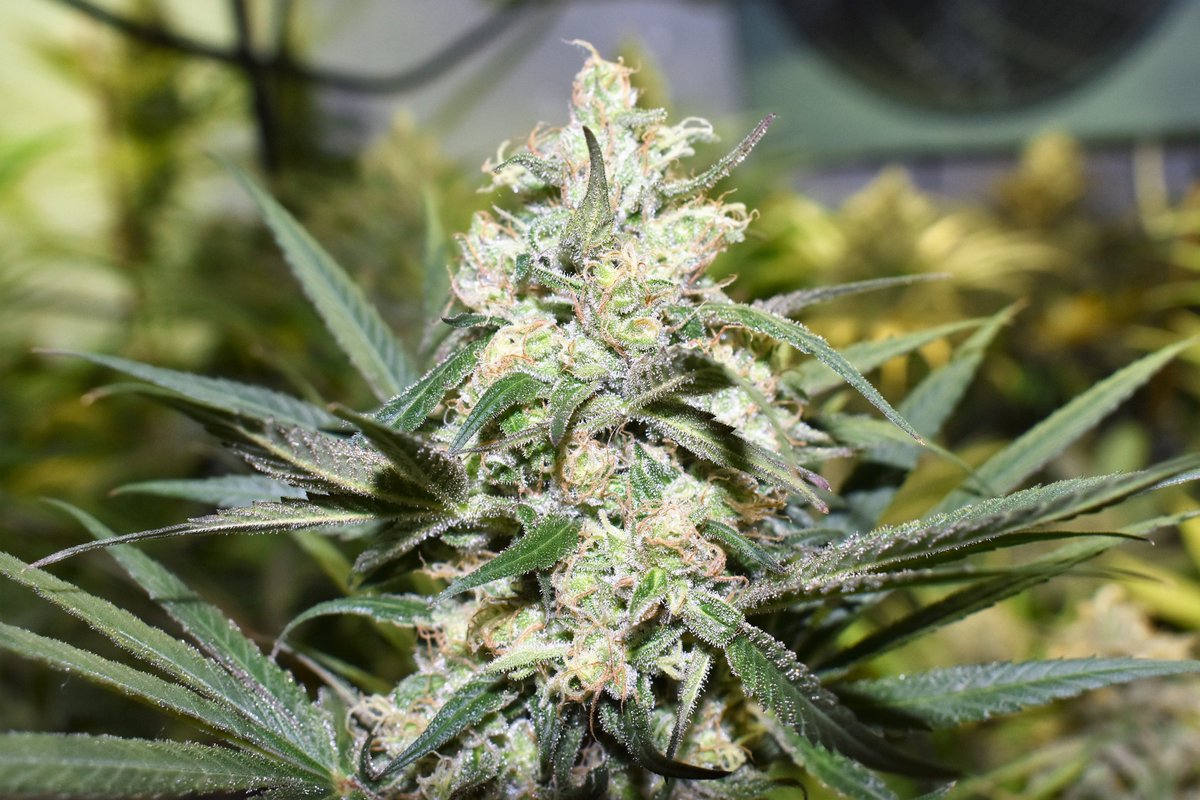 rarofarm's tweet photo. ¿Buscas una variedad medicinal, Con alto contenido en #CBD -16%- y #THC -10%-, con efecto enérgico y de gran porte.? #GinjerCookiesCBD es tu cepa ideal. #medicalcannabis #regularseeds #limitededitions #CBDrich #RaroGeneticsFarm https://t.co/OYsdu3xFLm
