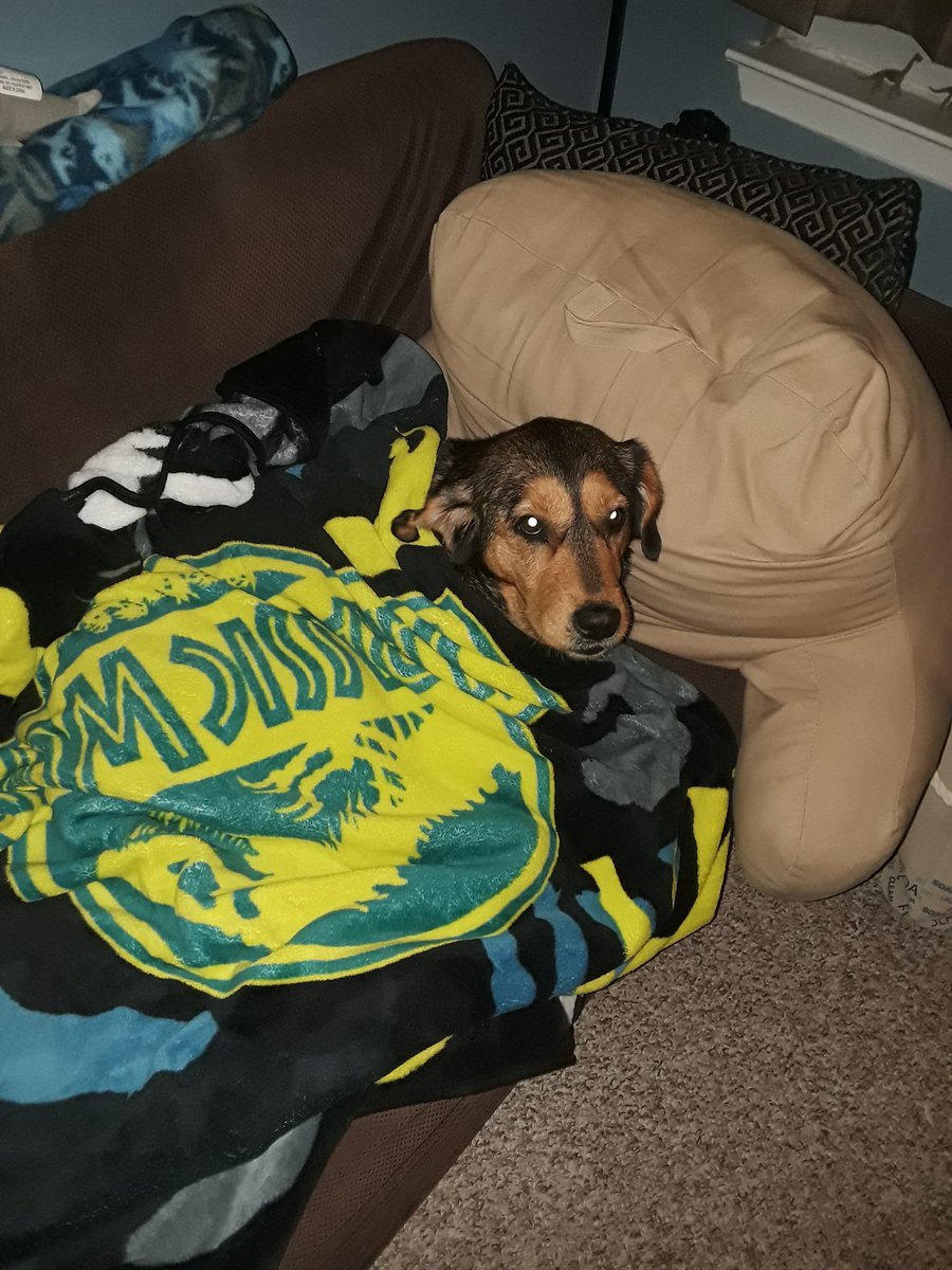StandbyStudios1's tweet photo. ATTENTION EVERYONE! 
We apologize for the delays. We've had quite a busy year. No excuses for us! We are sorry BUT that doesn't mean we're out yet. New content is on the way. Stay tuned and for those who stuck it out with us here's a few pics of our new doggie! #Soon #Puppies https://t.co/kpJaCa0KJr