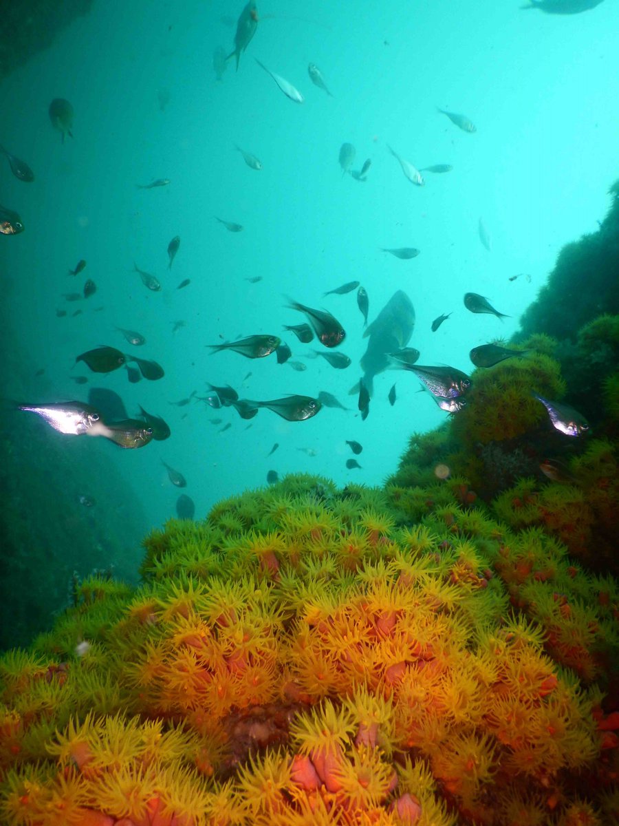 SANCORcommunity's tweet photo. Help needed collecting #Tubastraea sp.
#Marine #biologist, Zoleka Filander @coral_carer, requests any #divers who might be going out to the field to assist with a collection for SA-#Brazil project. Contact zfilander@gmail.com https://t.co/36kf0RjxFe