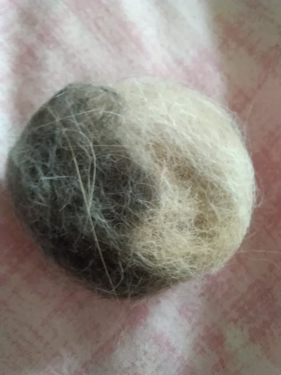 EClowder's tweet photo. This is my kinda yin and yang ❤️.... Or maybe it's a furball waiting to happen 😹😹❤️ #CatsOfTwitter #cats #catsofinstagram #catstagram #cutecats #catslovers #Caturday #AdoptDontShop #pets #animals https://t.co/f9lU6Tz1QN