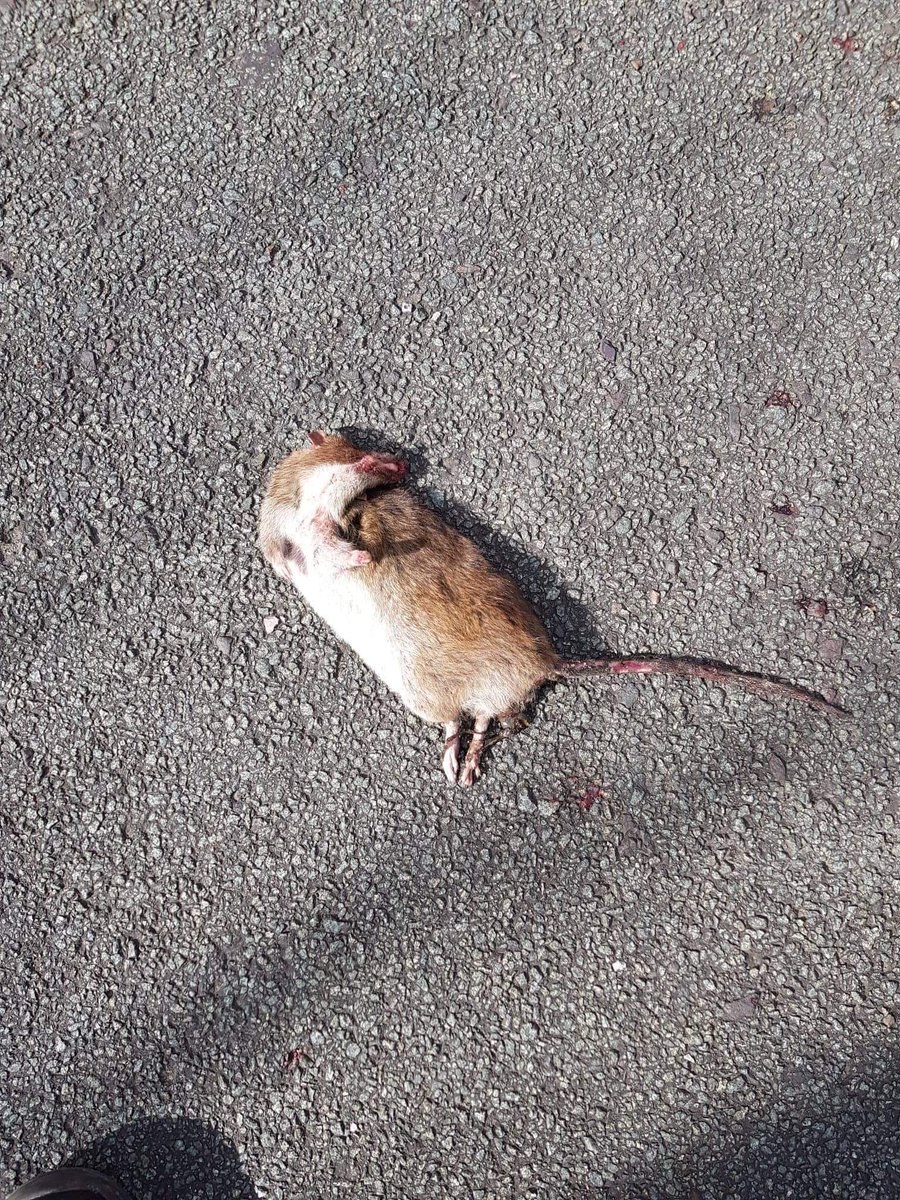 RoJordan63's tweet photo. @CleanGreenTweet Rats at Morrison's end of Hillary Street https://t.co/0zCOn7AH1c