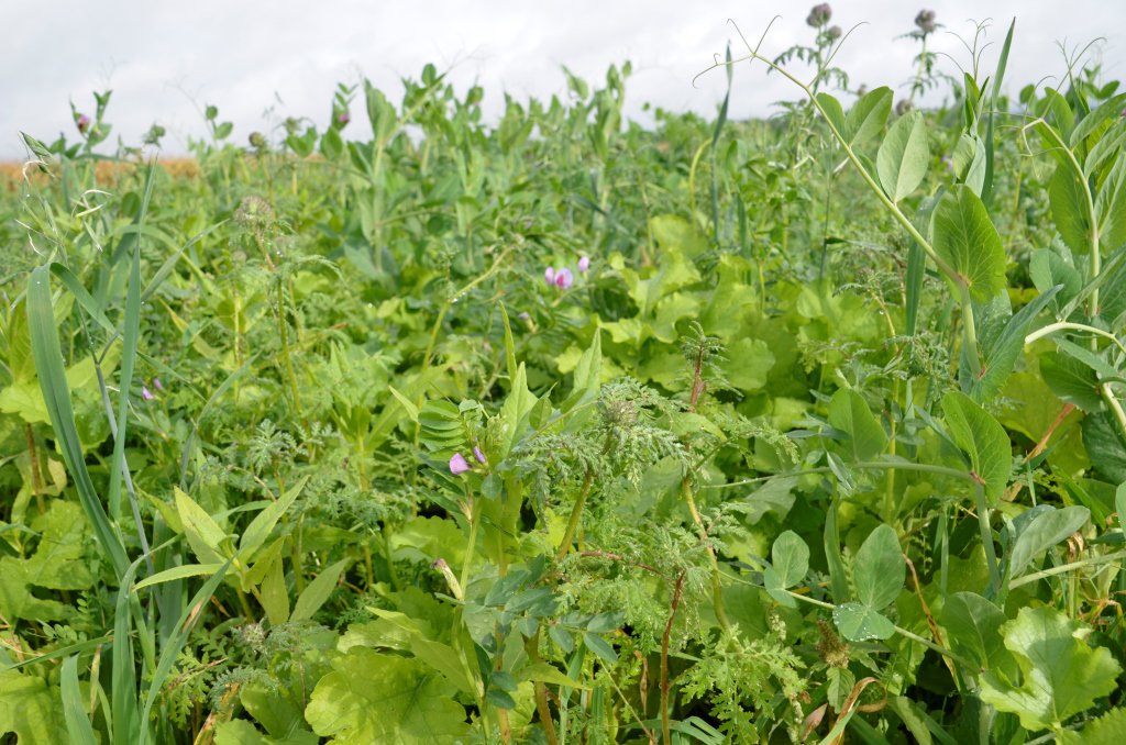 DSVUKTerraLife's tweet photo. DSV’s TerraLife BetaMaxx DT – The cover crop for sugar beet rotations

🐏Multi-Species
🐏Deep rooting
🐏Allows good root penetration of beet
🐏Suitable for grazing
🐏N - Fixing

More information at https://t.co/1SKWx7u088 https://t.co/mKFuA3F3ol
