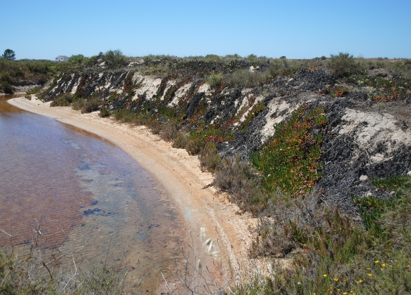 CE3CResearch's tweet photo. New study explores how abandonment of traditional saltworks facilitates degradation of #halophytic plant communities &amp; #Carpobrotus_edulis invasion: https://t.co/GsQ30EPRdj Collab Rosa Chefaoui @CienciasDoMar , @chozas_sergio @CE3CResearch https://t.co/Aw8ZNSSF6H