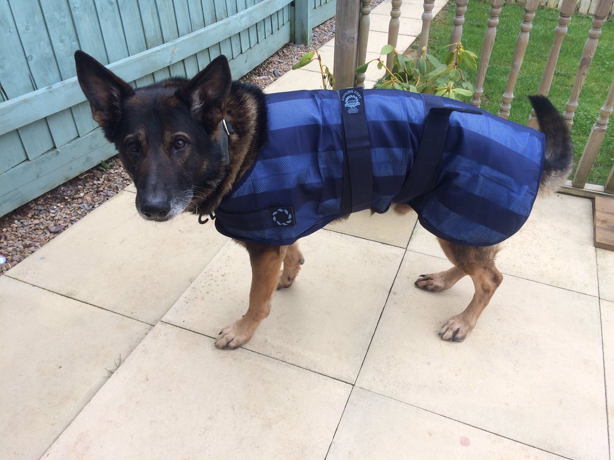 PCBassett_SSIH's tweet image. Thank you @MA_PurplePoppy @PawsomePensions for RPD Bolts new summer cooling coat! Modelling his catalogue pose😆🐾👍