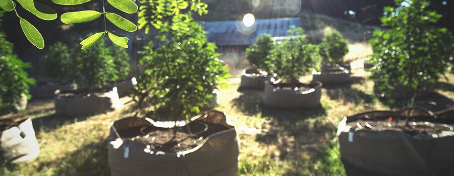 royalqueenseeds's tweet photo. #Airpruning has become huge in gardening. The good news is #cannabis is definitely suitable for air pruning. We show you how to work a little air pruning magic in the cannabis #garden. 👇
https://t.co/AFoUPGltBc https://t.co/da7B2zVQC8