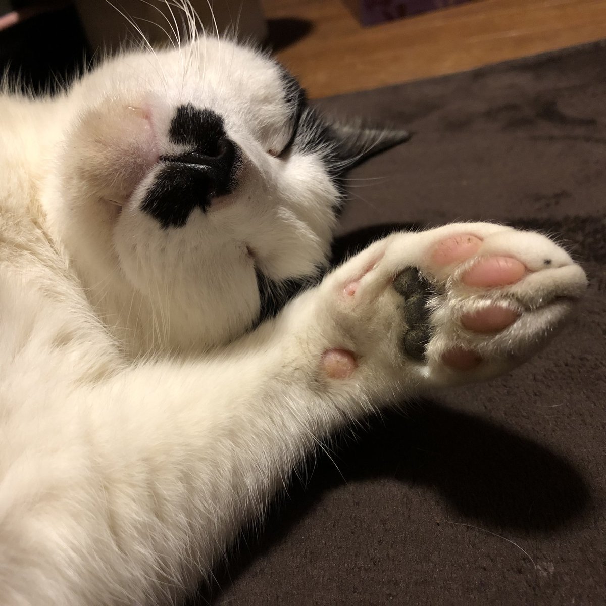 愛猫の肉球と同じ模様の 肉球リング をオーダーできる 小ぶりでどんな場面でも付けられそう Togetter 愛猫の肉球と同じ模様の 肉球リング をオーダーできる 小ぶりでどんな場面でも付けられそう Togetter
