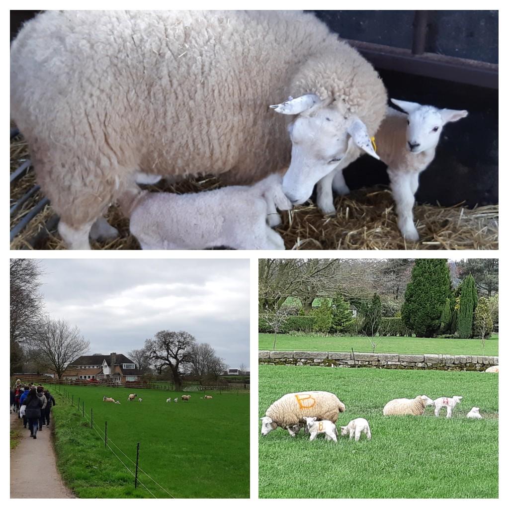 SOT_Enviro's tweet image. Morning on a farm with year 6 children from @SAfoodforlife silver #HeronCrossPrimary #cutelambs #RealFarmlife @HealthySoT @StokeLearning