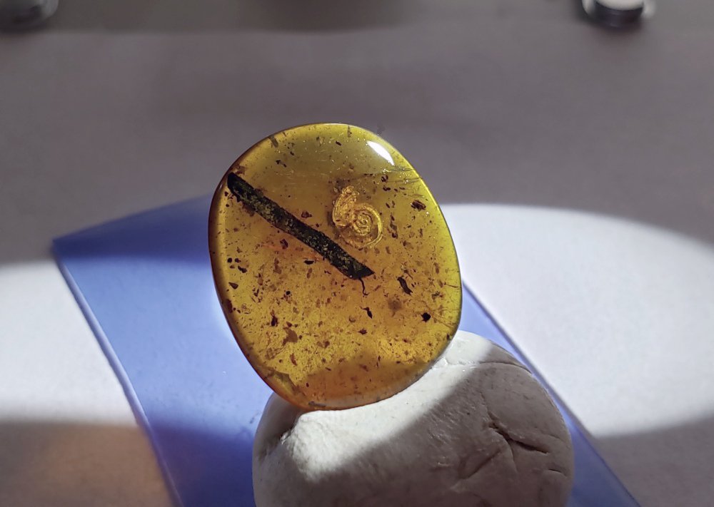 AmberMan15's tweet image. An excellent Cretaceous Snail in amber...Frozen in time! #Cretaceousamber, #amberfossil, #AmberUSA