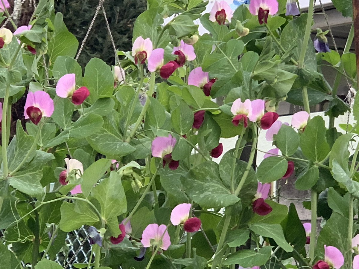 えんどう豆の花