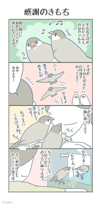 半荒鳥さんでも、感謝のきもちはしっかり伝わってきます。

#buncho #javasparrow #文鳥 