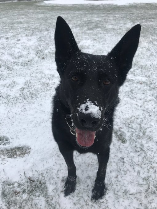 OnlyInBOS's tweet photo. Plymouth Police K-9 Felix had to suddenly retire this week after falling very ill &amp; being diagnosed with an aggressive, terminal, &amp; untreatable form of cancer.

Felix helped apprehend numerous violent criminals &amp; locate missing children.

His last tour of duty is today. 

#RIP https://t.co/cRKvIUmrqE