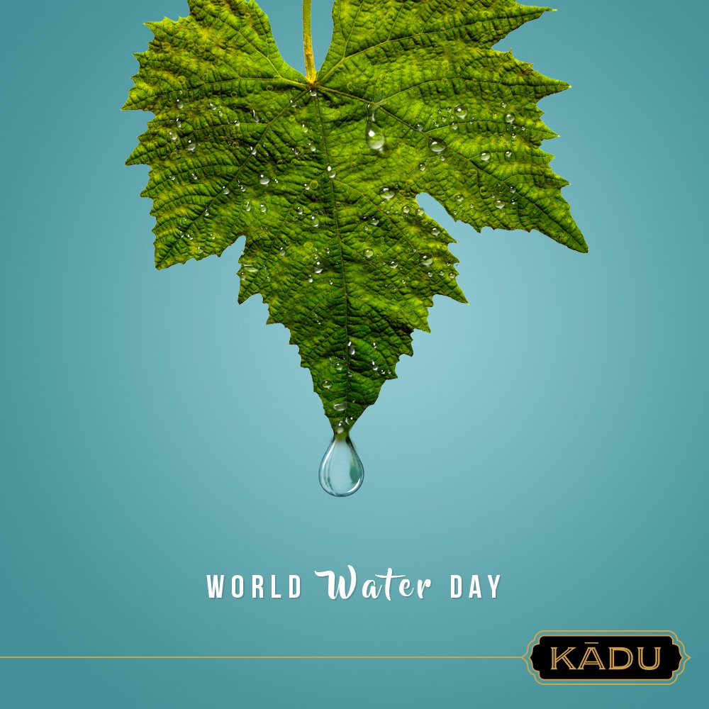 KaduIndia's tweet photo. You can save 6,500 litres of water a year by
turning off your tap while you brush your
teeth! Think twice before wasting water.

#WorldWaterDay #Kadu #KaduWines #Vineyard https://t.co/DDngw4OhlC