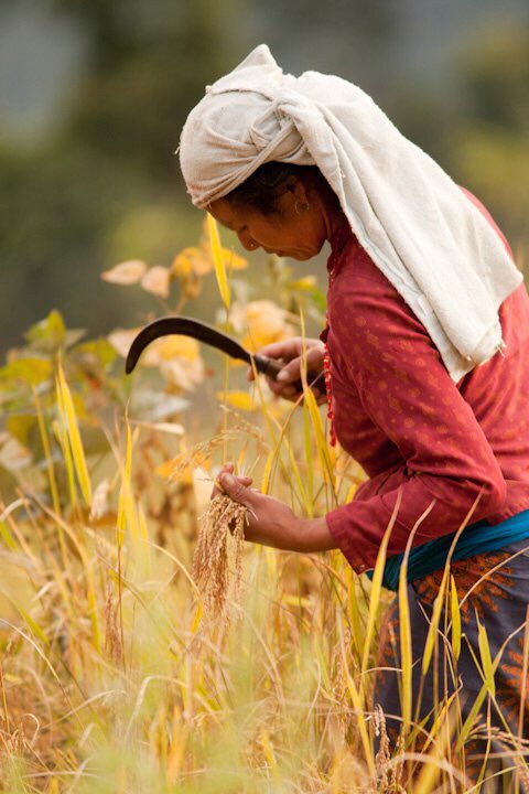 WorldlnFocus's tweet image. Harvesting rice in The Annapurna Region, Nepal. #nepal #annapurna #travelphotography #photography #simonwatkinson #phototour